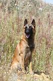 MALINOIS 348